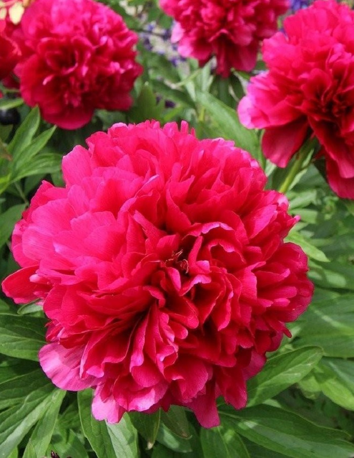 

Пион травянистый Ред Суприм