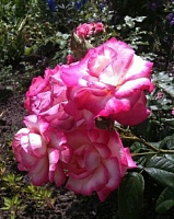 Роза плетистая Хендель