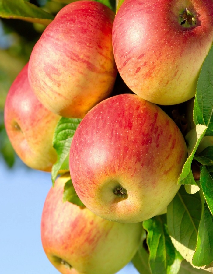 

Яблоня Орлинка