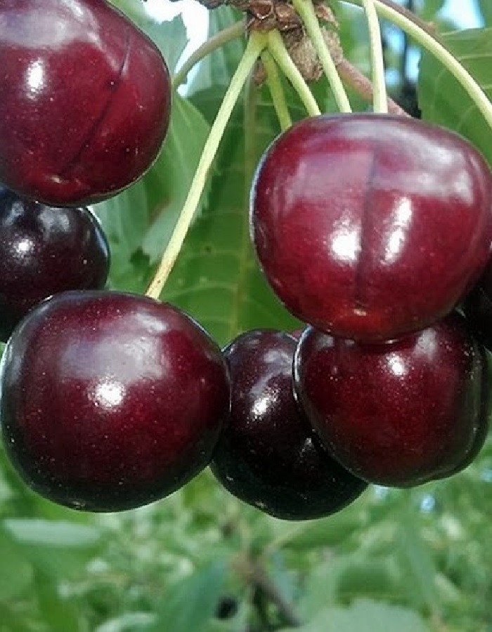 

Черешня Слава Жукову