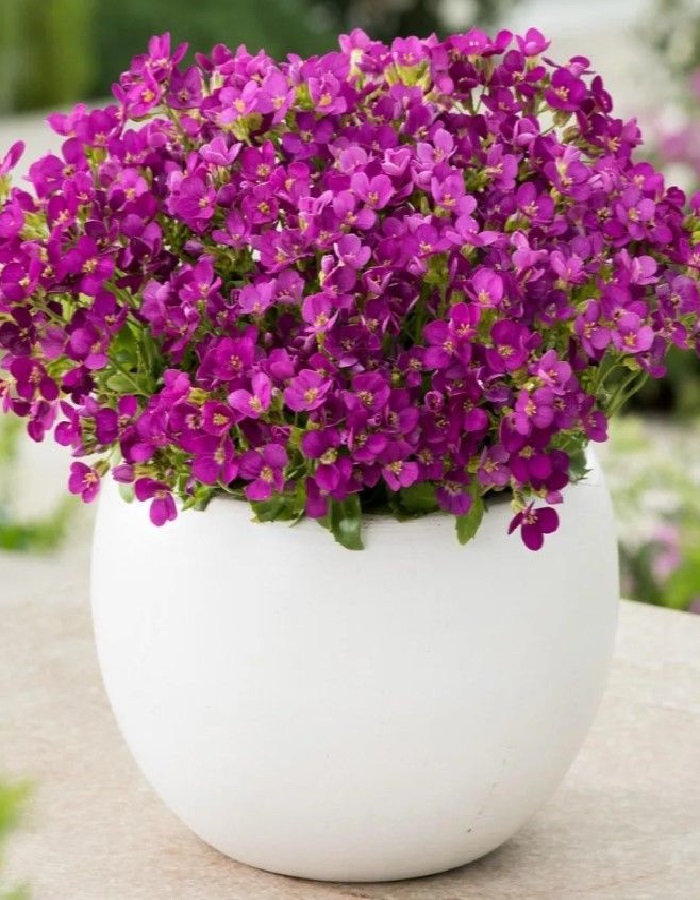 

Арабис кавказский Литл треже Дип Роуз ASF 1 шт Р9