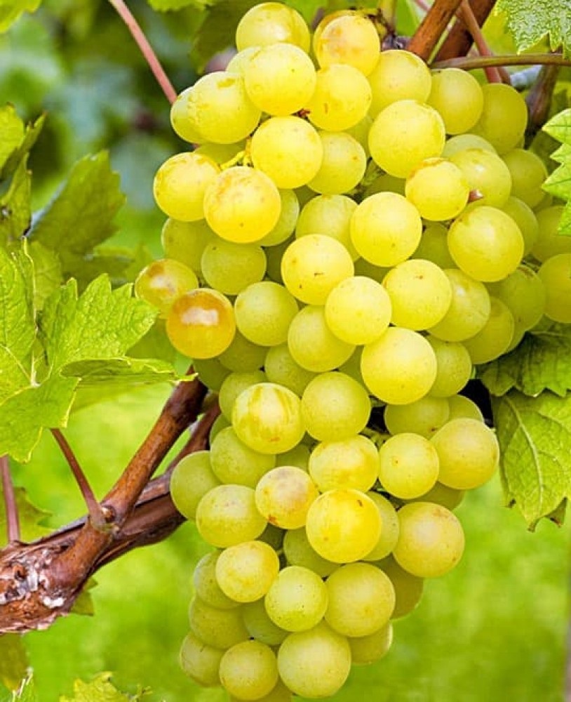 Виноград плодовый Талисман (Кеша) 1 шт виноград плодовый талисман кеша 1 шт