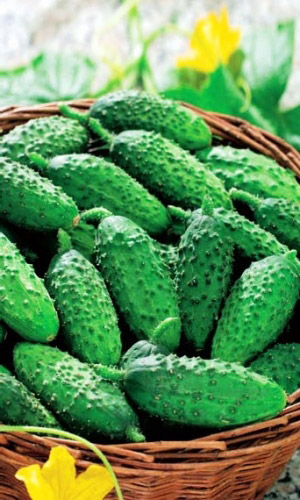 Огурец Бочковой в Засол (УД) 10 шт цв.п