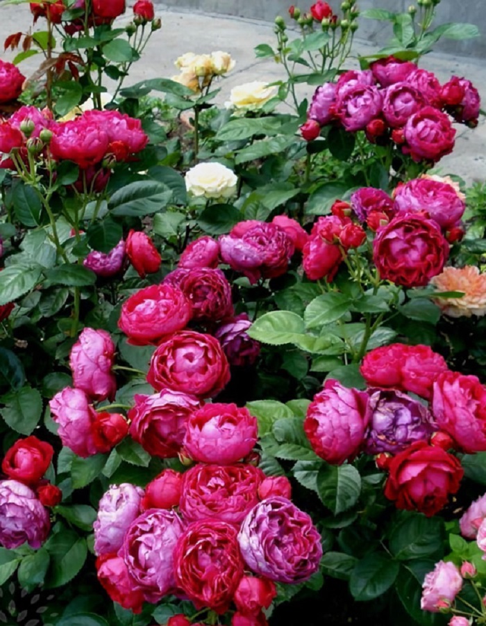 

Роза чайно-гибридная Аскот