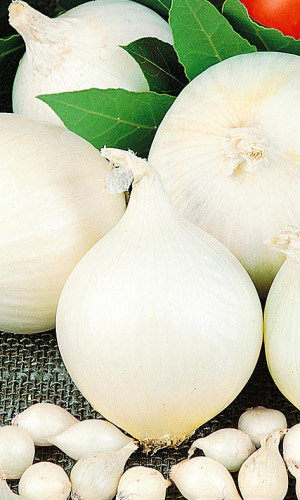 Лук репчатый Альба (УД) 0,2 гр. цв.п.