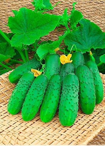 Огурец Димка F1 0,25г цв.п (Сибирская серия)