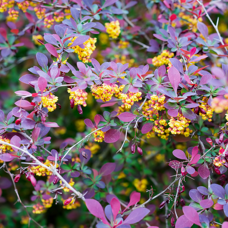 Какие декоративные культуры украсят сад поздней осенью