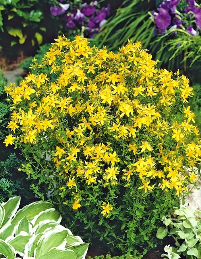 

Зверобой Оптимист ASF 1 шт Р9