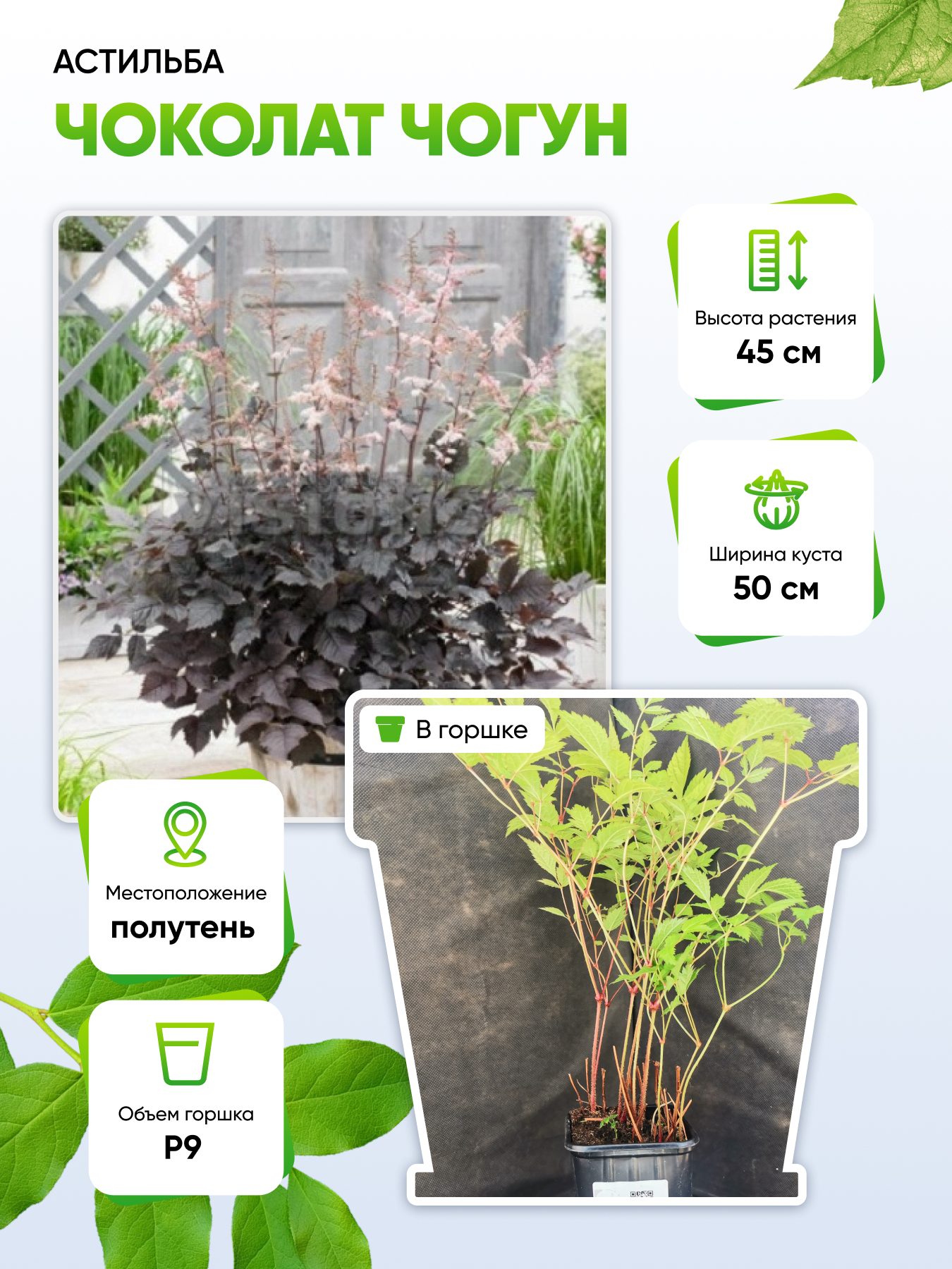 

Астильба Чоколат Чогун 1 шт Р9