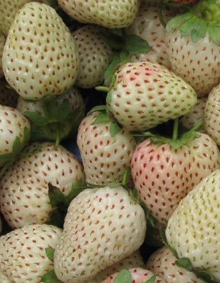 

Земляника садовая Белый Швед