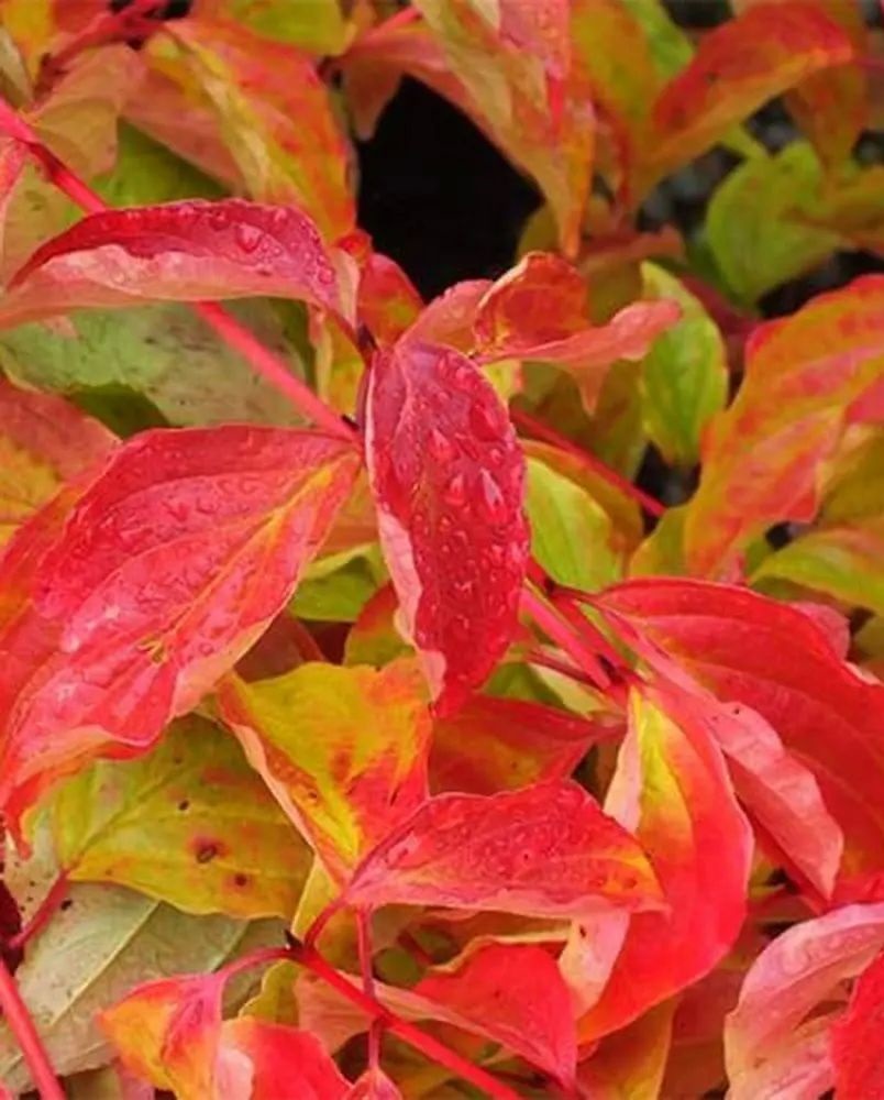 

Дерен Кроваво-красный Анна Винтер Оранж 1шт Р9