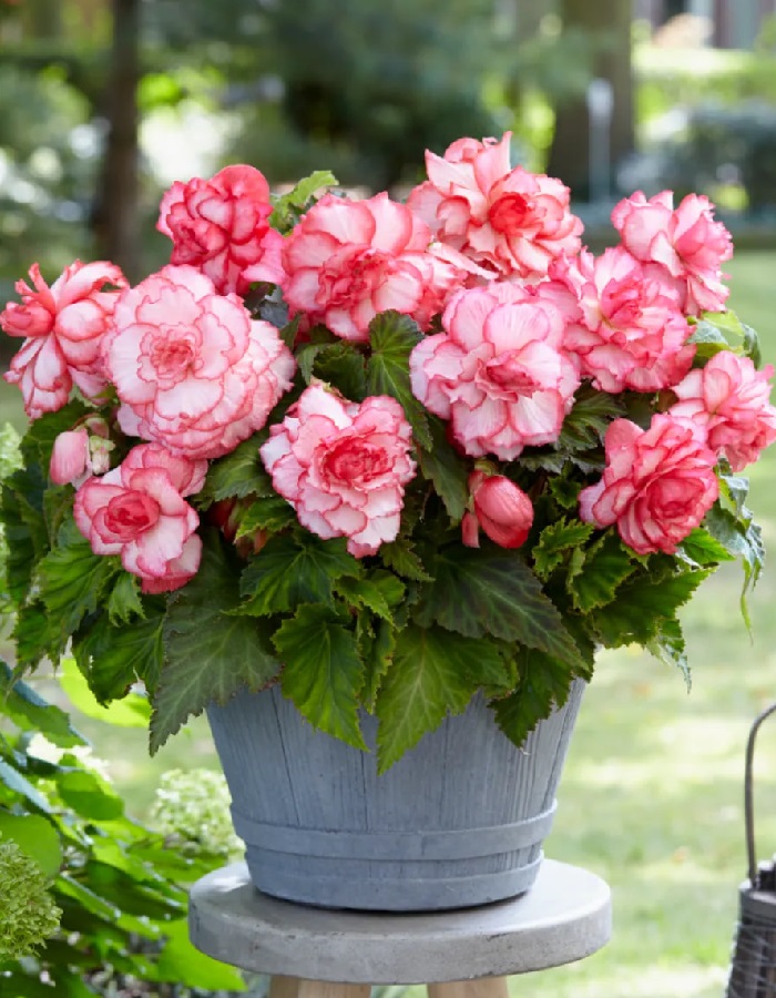 

Бегония Бутон де роуз 1 уп. ( 2 шт.)