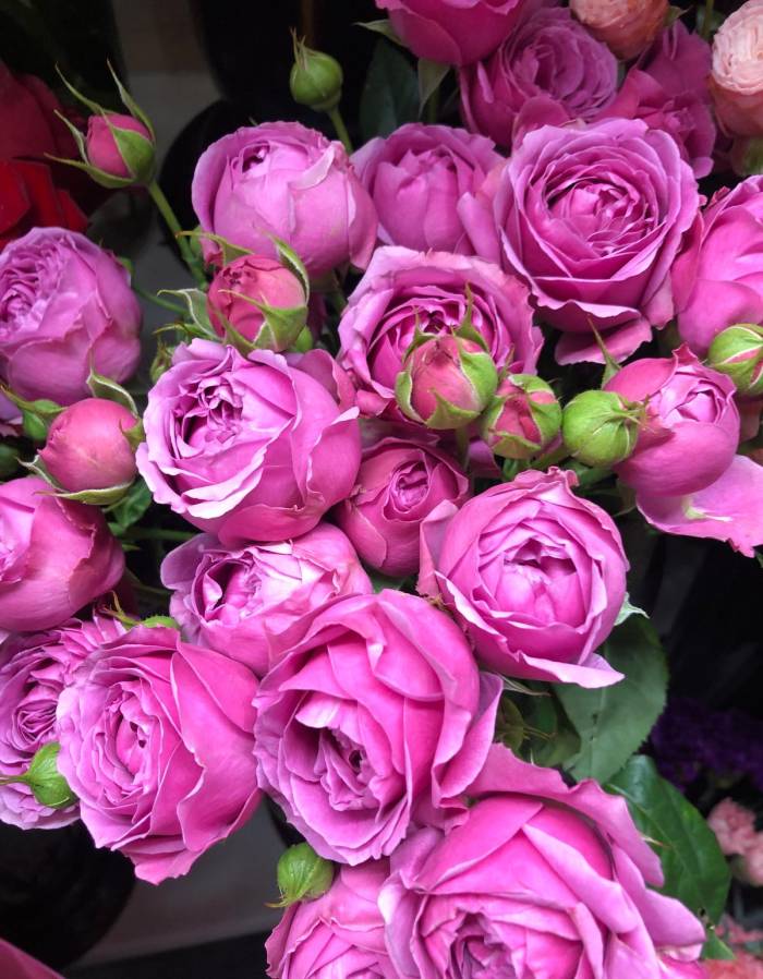 Купить роза флорибунда Мисти Бабблс 1 шт, арт: 9062 - Флорибунда недорого в магазине в Саранске, цена 2023