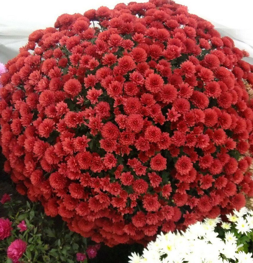 Хризантема Лилиан Хоек Рэд ASF 1 шт Р9 499₽