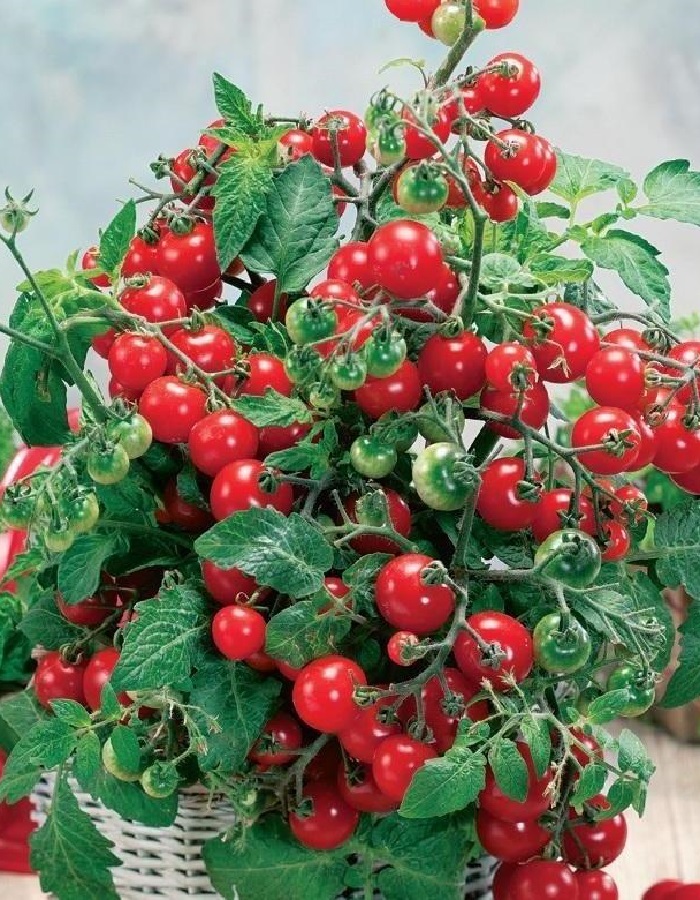 

Томат черри Ампелька 15 шт цв/п