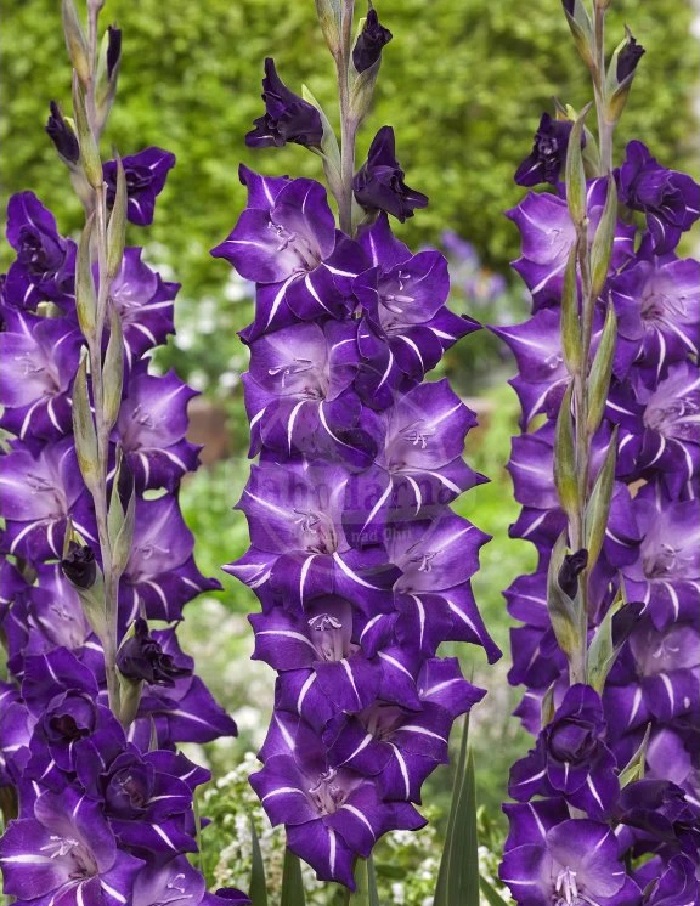 

Гладиолус Хэллови