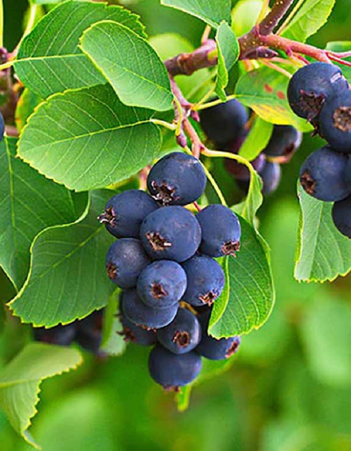 

Ирга канадская Хонивуд