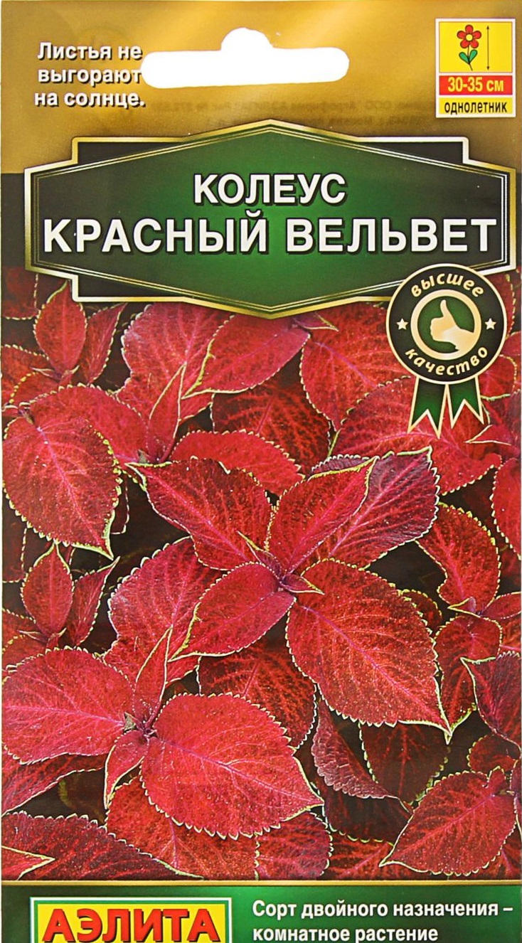 

Колеус блюме Красный вельвет (Аэлита) 5 шт