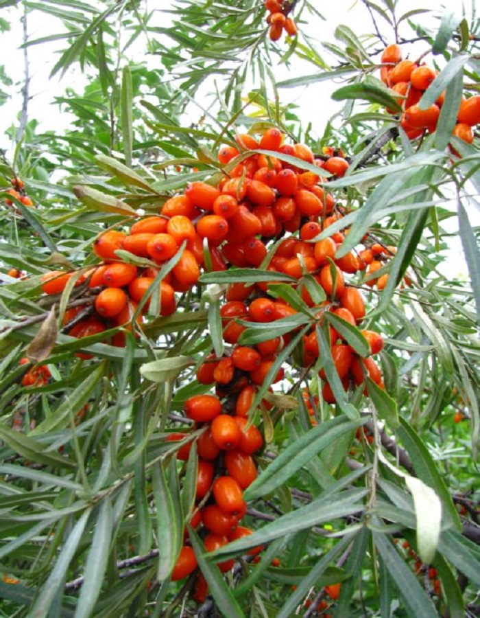 

Облепиха Чуйская