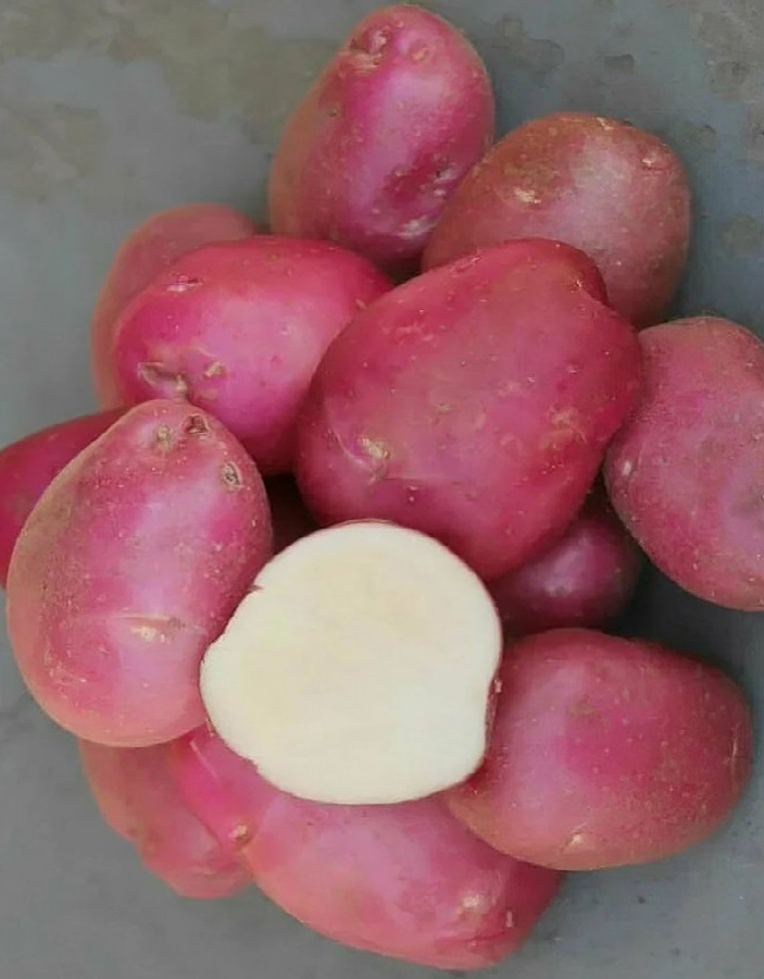 

Картофель Пламя, суперэлита 1 кг