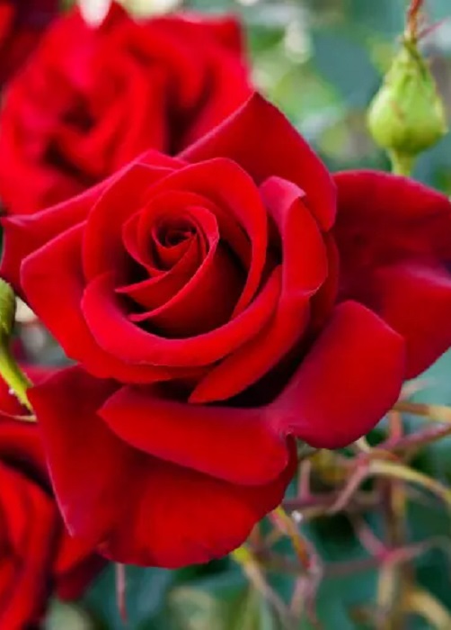 Роза чайно-гибридная Ред Куин 