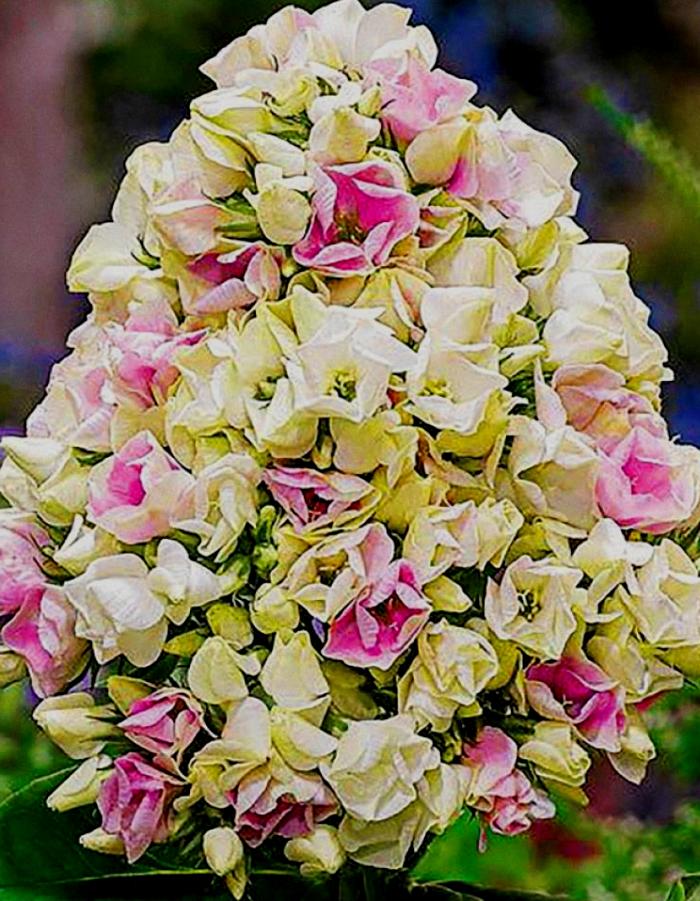 Флокс Крем де ла Крем (горшок), Многолетние цветы и травы, Флокс