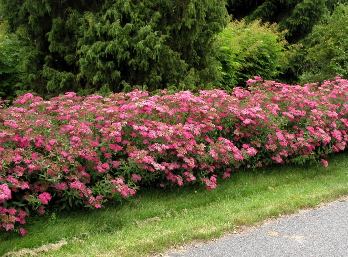 Спирея японская розовая в ландшафтном дизайне фото