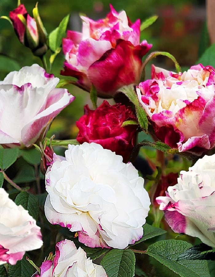 

Роза кустовая Луиза Багнет 1 шт