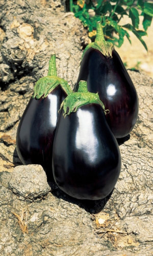 Баклажан Блек Бьюти (УД) 20 шт цв.п.