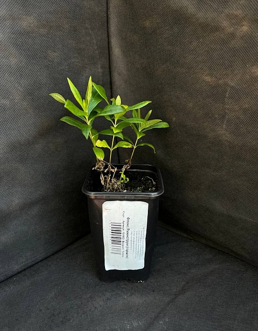 Флокс Рижнструм 