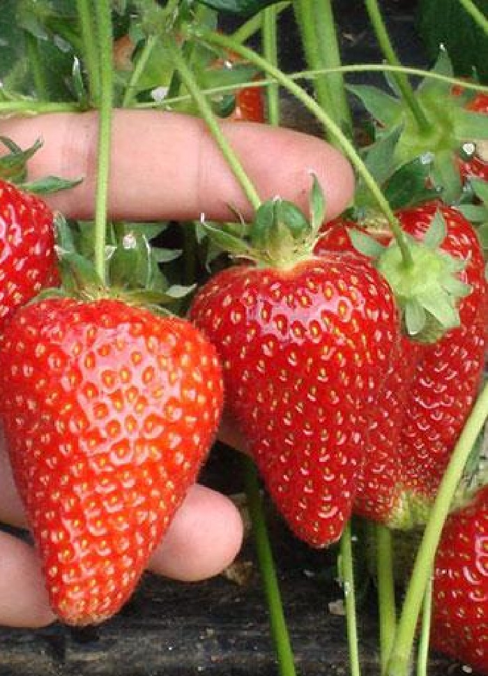 

Земляника садовая Сирия