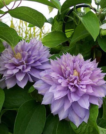 Клематис Протеус