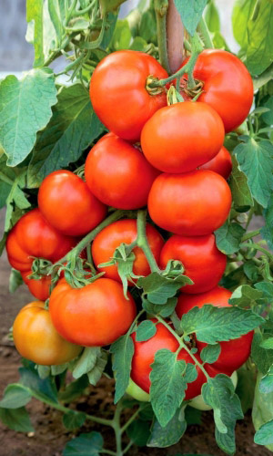 Томат Красный Олигарх (УД) 20шт. цв.п. (банка)