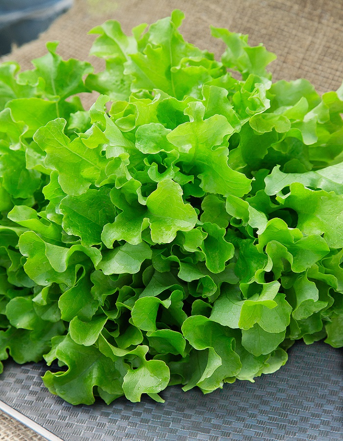 Салат Богатая грядка 1 гр цв.п семена салат богатая грядка 1г