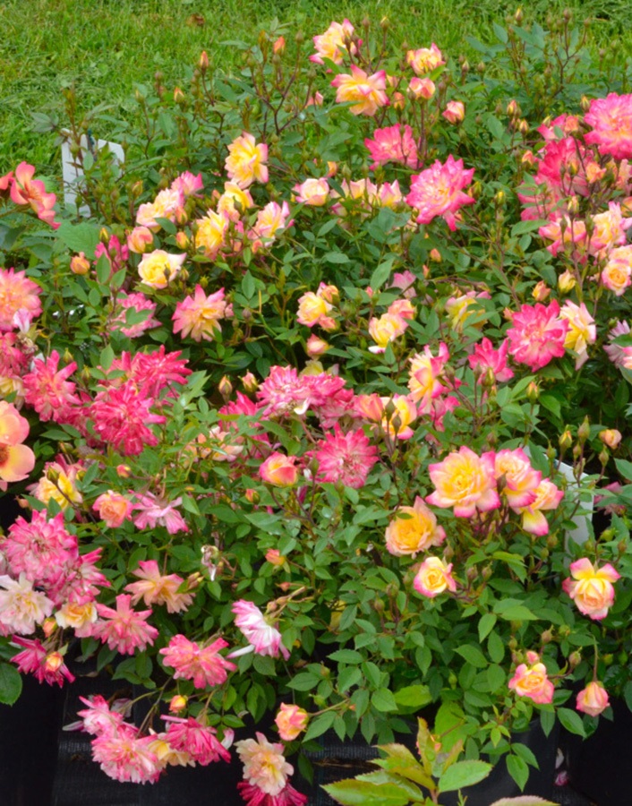 

Роза бордюрная Бэйби Маскарад