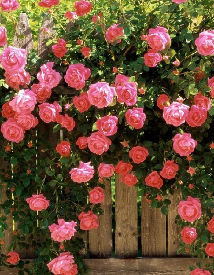 

Роза плетистая Декор Арлекин