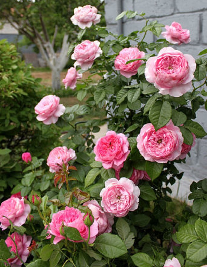 

Роза кустовая Шанталь Марье