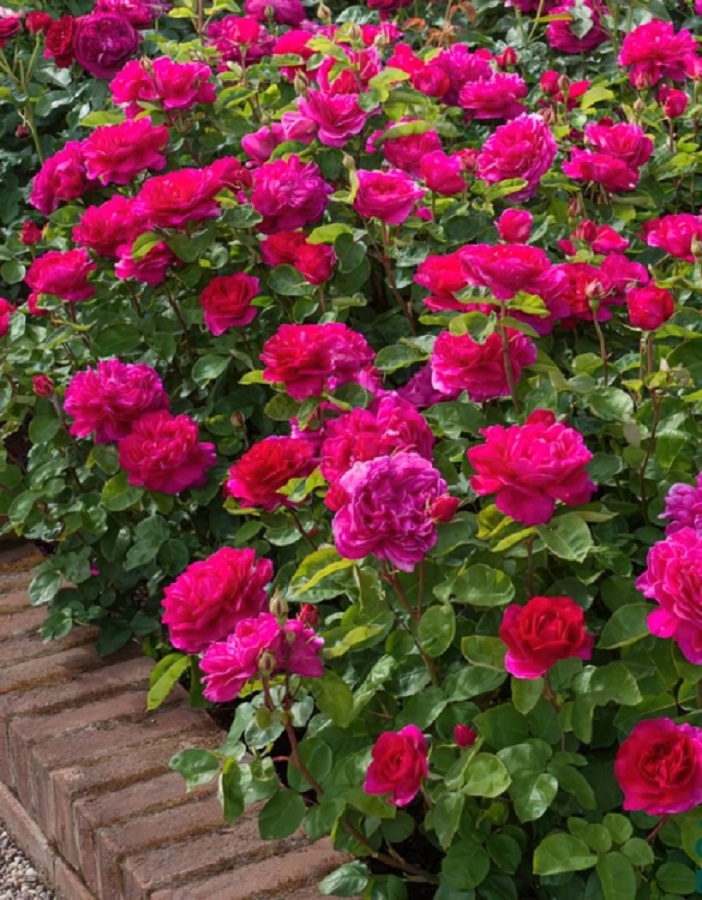 

Роза английская Софи