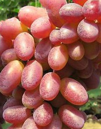 Виноград плодовый ЮХД (Юбилей Херсонского дачника) 1 шт виноград столовый юбилей новочеркасска