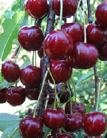 Вишне-черешневый гибрид (ВЧГ) Надежда 