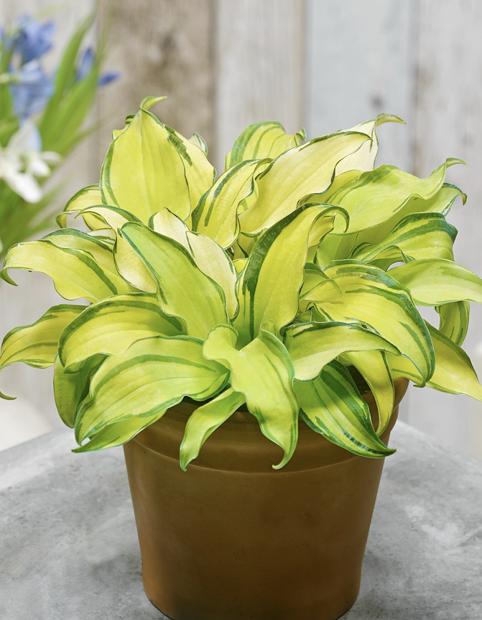 

Хоста Гравити Рокс ASF