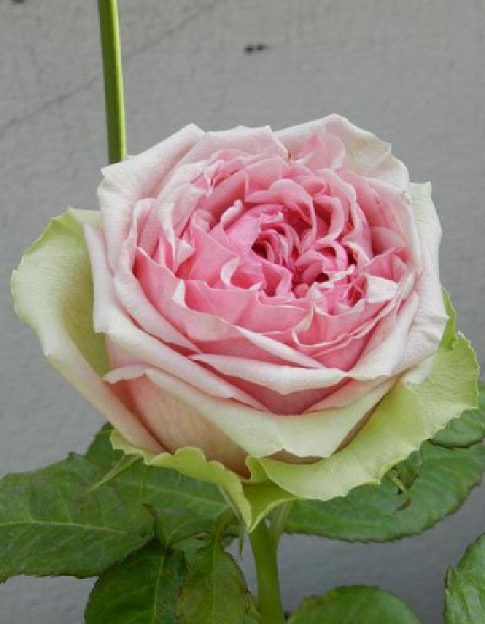 Роза чайно-гибридная Питахая 1 шт