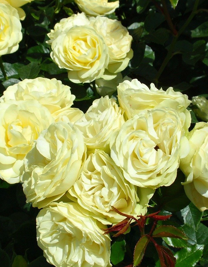 Роза спрей Лемон (серия Рококо) 1 шт роза лемон романтик мейян