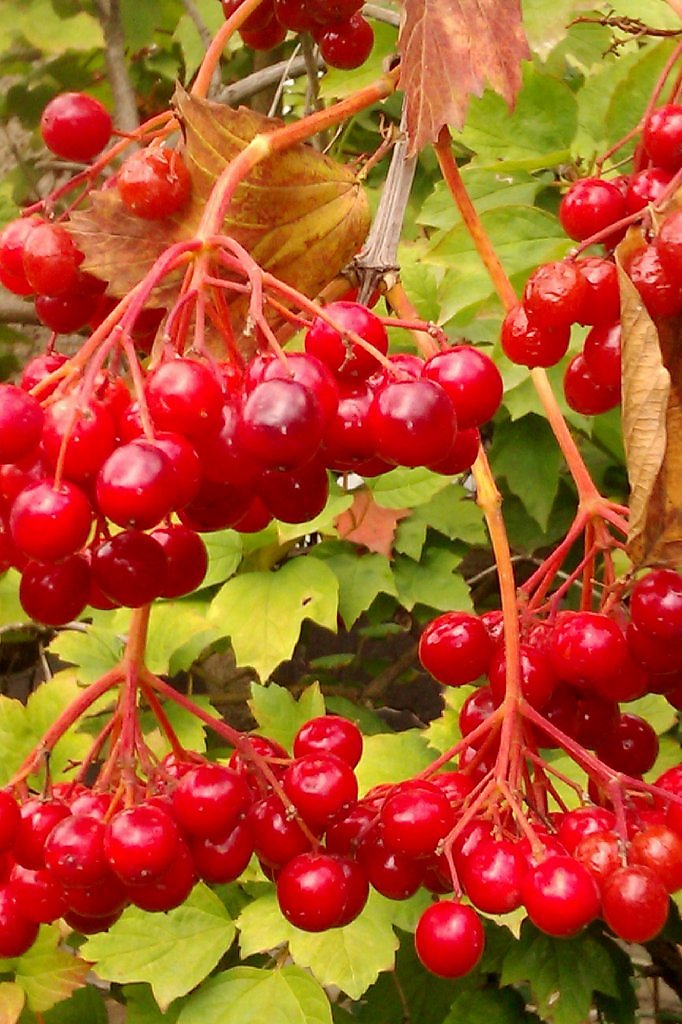 

Калина обыкновенная Харвест Голд