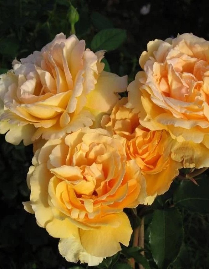 Роза английская Софи 1 шт роза английская кристофер марлоу 1 шт