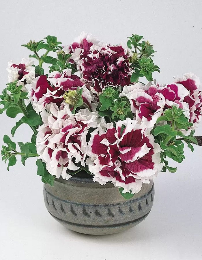 

Петуния Тутти-Фрутти F1 12 шт