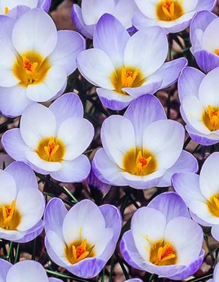 

Крокус Блю Перл 1 уп. (3 шт.)