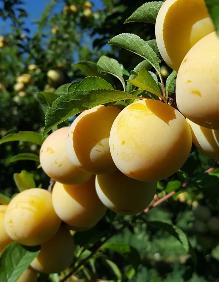 Слива Ренклод Колхозный 1 шт слива дерево сад конфетная ренклод желтая h150 см