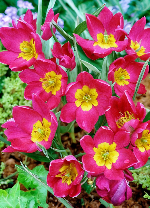 

Тюльпан Пульчелла Одалиск 1 уп. (6шт.)