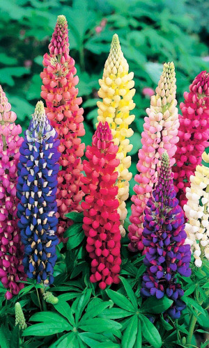 Люпин Гигантский Фейерверк (УД) 12 шт цв.п.